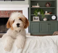 Cinnamon , a male Goldendoodle for sale in Glenshaw, PA – 1 of 7