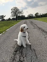 Cinnamon , a male Goldendoodle for sale in Glenshaw, PA – 7 of 7