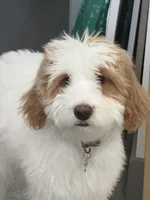 Cinnamon , a male Goldendoodle for sale in Glenshaw, PA – 3 of 7