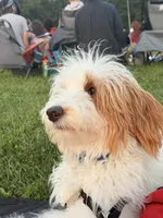 Cinnamon , a male Goldendoodle for sale in Glenshaw, PA – 5 of 7