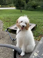 Cinnamon , a male Goldendoodle for sale in Glenshaw, PA – 2 of 7