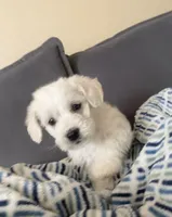 Syrax, a male Poodle - Miniature  for sale in Austin, TX – Photo 1 of 2