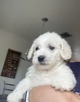 Syrax, a male Poodle - Miniature  for sale in Austin, TX – Photo 2 of 2