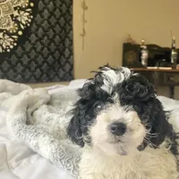 Bobby , a male Poodle - Miniature  for sale in Austin, TX – Photo 1 of 3