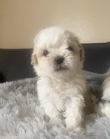 Sammy, a male Shihpoo for sale in Austin, TX – Photo 3 of 3