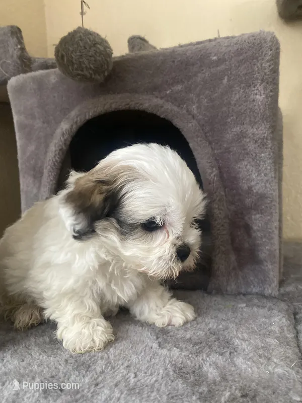 Milo – Shihpoo puppy for sale in Austin, TX