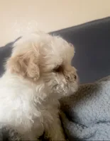 Sammy, a male Shihpoo for sale in Austin, TX – Photo 2 of 3