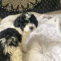 Bobby , a male Poodle - Miniature  for sale in Austin, TX – Photo 3 of 3