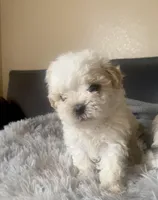 Sammy, a male Shihpoo for sale in Austin, TX – Photo 1 of 3