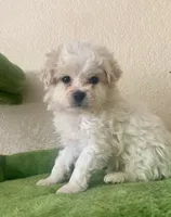 sammy, a male Maltipoo for sale in Austin, TX – Photo 2 of 3