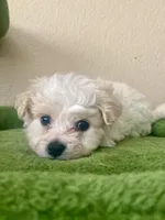 sammy, a male Maltipoo for sale in Austin, TX – Photo 3 of 3