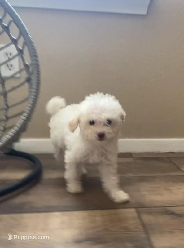Tobby – Poodle - Miniature  puppy for sale in Austin, TX