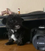 Mia , a female Maltipoo for sale in Austin, TX – Photo 3 of 4