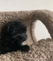 Mia , a female Maltipoo for sale in Austin, TX – Photo 2 of 4