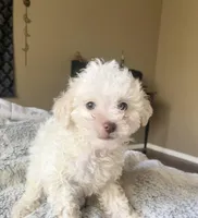 Tobby, a male Poodle - Miniature  for sale in Austin, TX – Photo 2 of 2