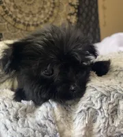 Mia , a female Maltipoo for sale in Austin, TX – Photo 4 of 4