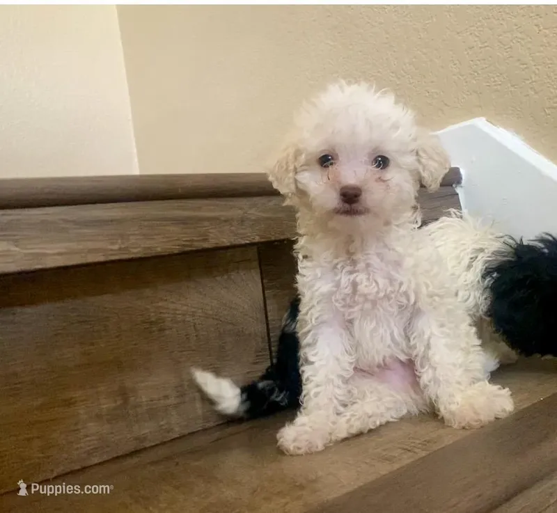 Tobby, a male Poodle - Miniature  for sale in Austin, TX – Photo 1 of 2