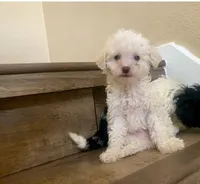 Tobby, a male Poodle - Miniature  for sale in Austin, TX – Photo 1 of 2