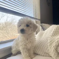 Max, a male Poodle - Miniature  for sale in Austin, TX – Photo 2 of 2