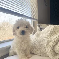 Max, a male Poodle - Miniature  for sale in Austin, TX – Photo 1 of 2