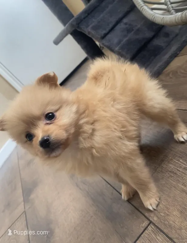 Nina  – Pomeranian puppy for sale in Austin, TX
