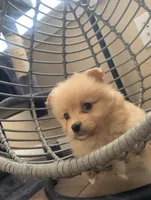 Nina , a female Pomeranian for sale in Austin, TX – Photo 3 of 3