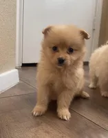 Nina , a female Pomeranian for sale in Austin, TX – Photo 1 of 3