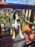 Luna, a female Rottweiler for sale in Austin, TX – Photo 1 of 3