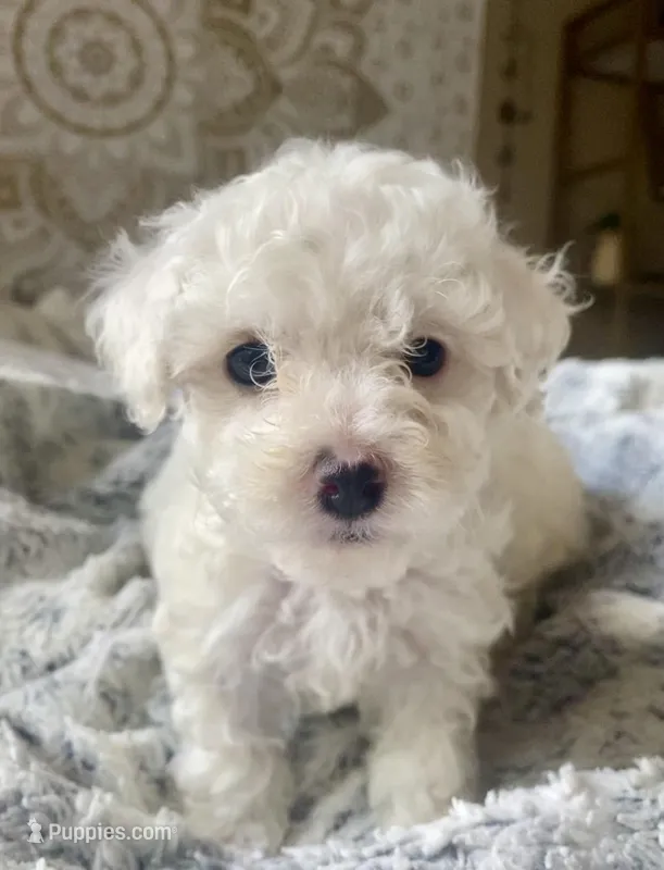 Snowball  – Poodle - Miniature  puppy for sale in Austin, TX