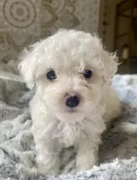 Snowball , a male Poodle - Miniature  for sale in Austin, TX – Photo 1 of 3