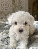 Snowball , a male Poodle - Miniature  for sale in Austin, TX – Photo 3 of 3