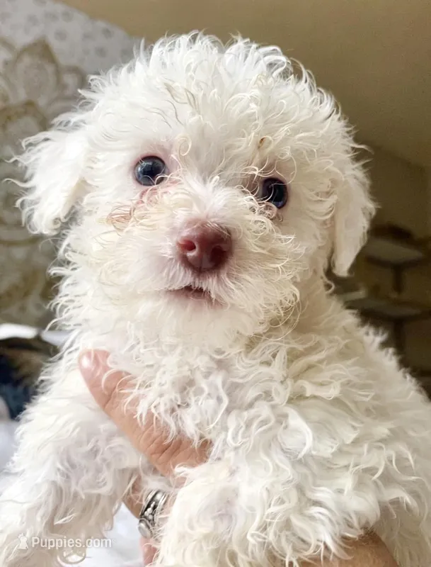 Snowflake  – Poodle - Miniature  puppy for sale in Austin, TX