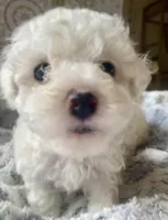 Snowball , a male Poodle - Miniature  for sale in Austin, TX – Photo 2 of 3
