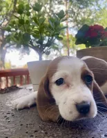 Archie, a male Basset Hound for sale in Austin, TX – Photo 5 of 5