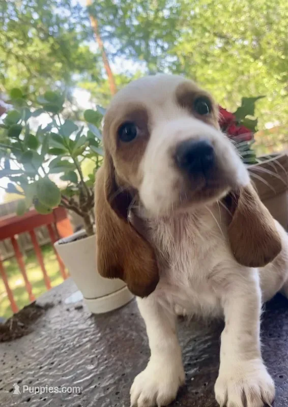 Archie – Basset Hound puppy for sale in Austin, TX