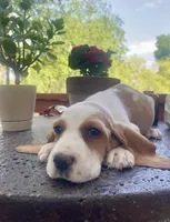 Archie, a male Basset Hound for sale in Austin, TX – Photo 3 of 5