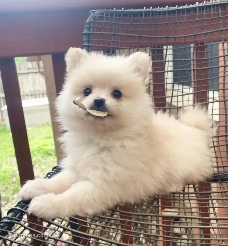 Loki – Pomeranian puppy for sale in Austin, TX