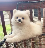 Loki, a male Pomeranian for sale in Austin, TX – Photo 1 of 2