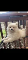 Loki, a male Pomeranian for sale in Austin, TX – Photo 2 of 2