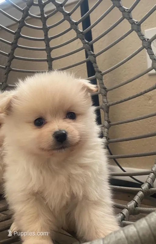 Loki – Pomeranian puppy for sale in Austin, TX