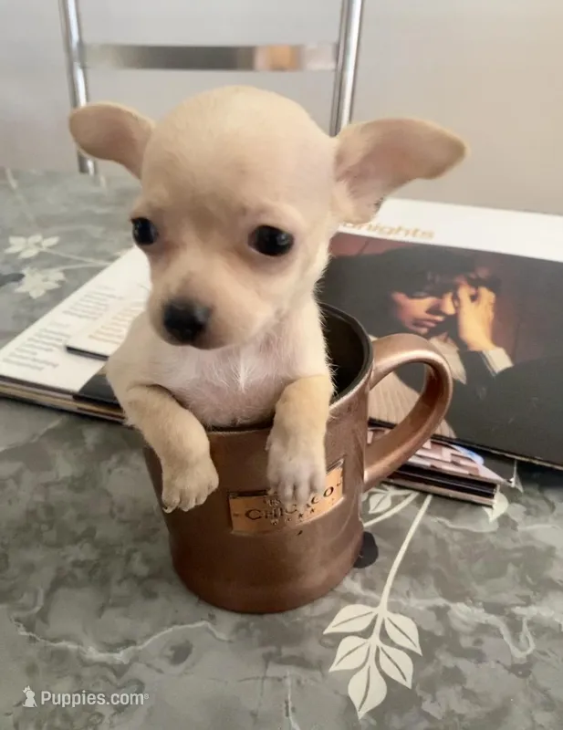 Canela – Chihuahua puppy for sale in Austin, TX