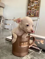 Canela, a female Chihuahua for sale in Austin, TX – Photo 2 of 2