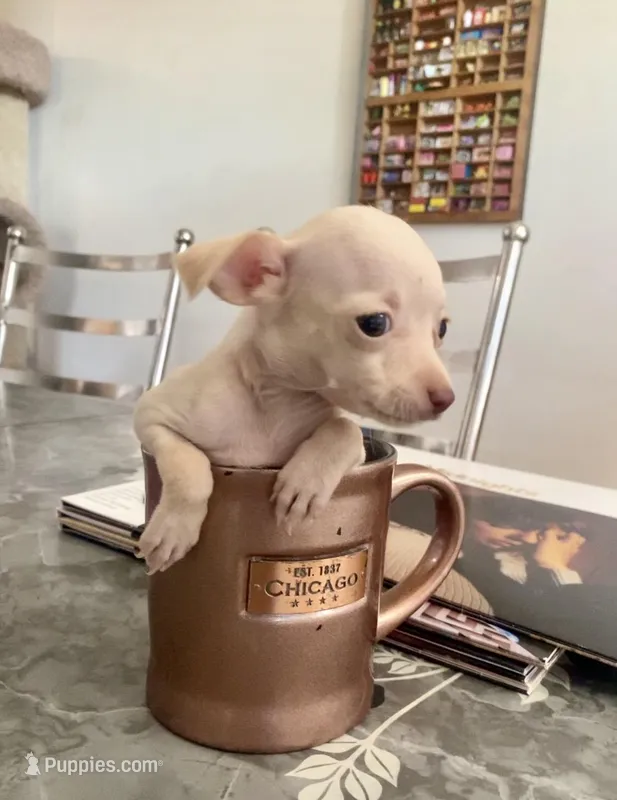 Canela – Chihuahua puppy for sale in Austin, TX
