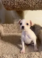 Taco, a male Chihuahua for sale in Austin, TX – Photo 1 of 2