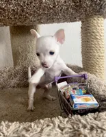 Benito, a male Chihuahua for sale in Austin, TX – Photo 2 of 2