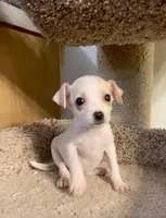 Taco, a male Chihuahua for sale in Austin, TX – Photo 2 of 2