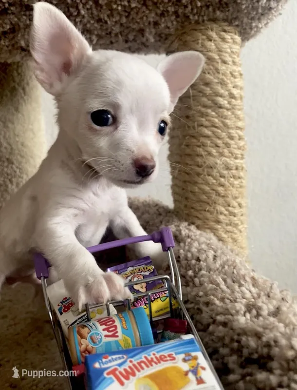 Benito, a male Chihuahua for sale in Austin, TX – Photo 1 of 2