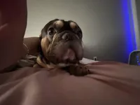 Bubba, a male French Bulldog for sale in Galena, MO – Photo 2 of 2