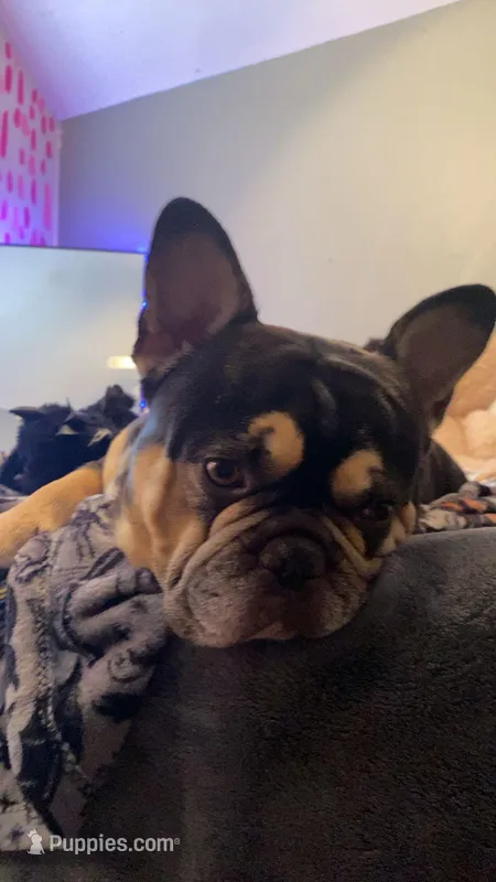 Bubba – French Bulldog puppy for sale in Galena, MO