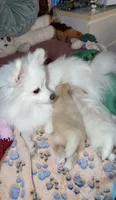 Baby Girl, a female Pomeranian for sale in Canoga Park, CA – 2 of 10